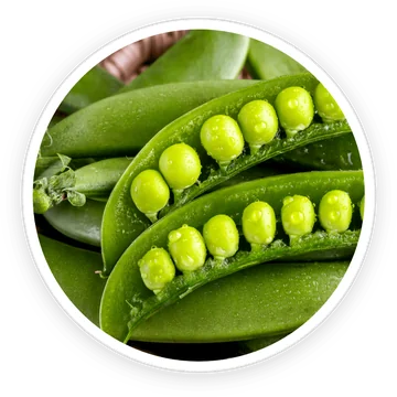 Pea Starch — ingredient in DigestSync