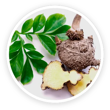 Konjac — ingredient in DigestSync